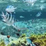 クマノミやスズメダイ🐠💛のサムネイル
