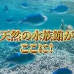 津堅島に天然の水族館⁉️のサムネイル